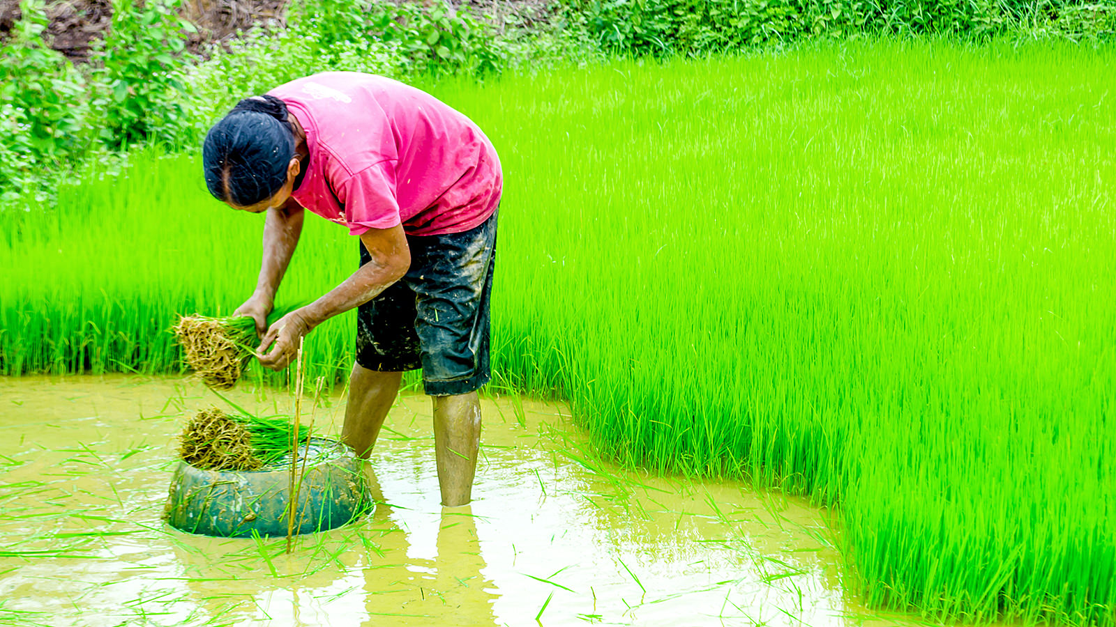 Risdyrker planter ris