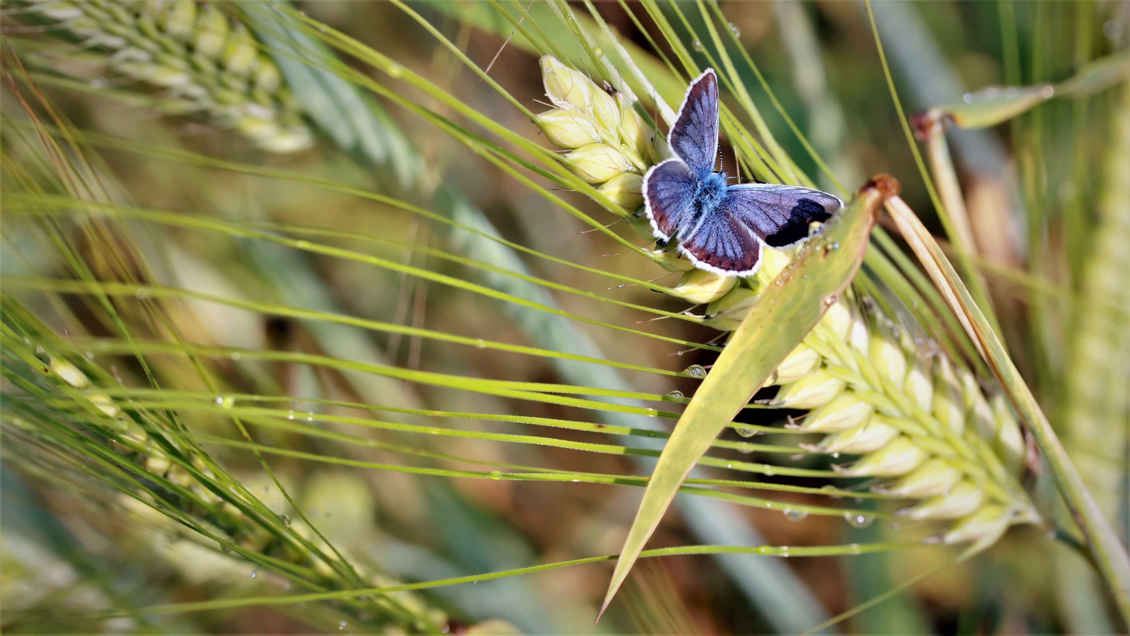 En sommerfugl på et korn
