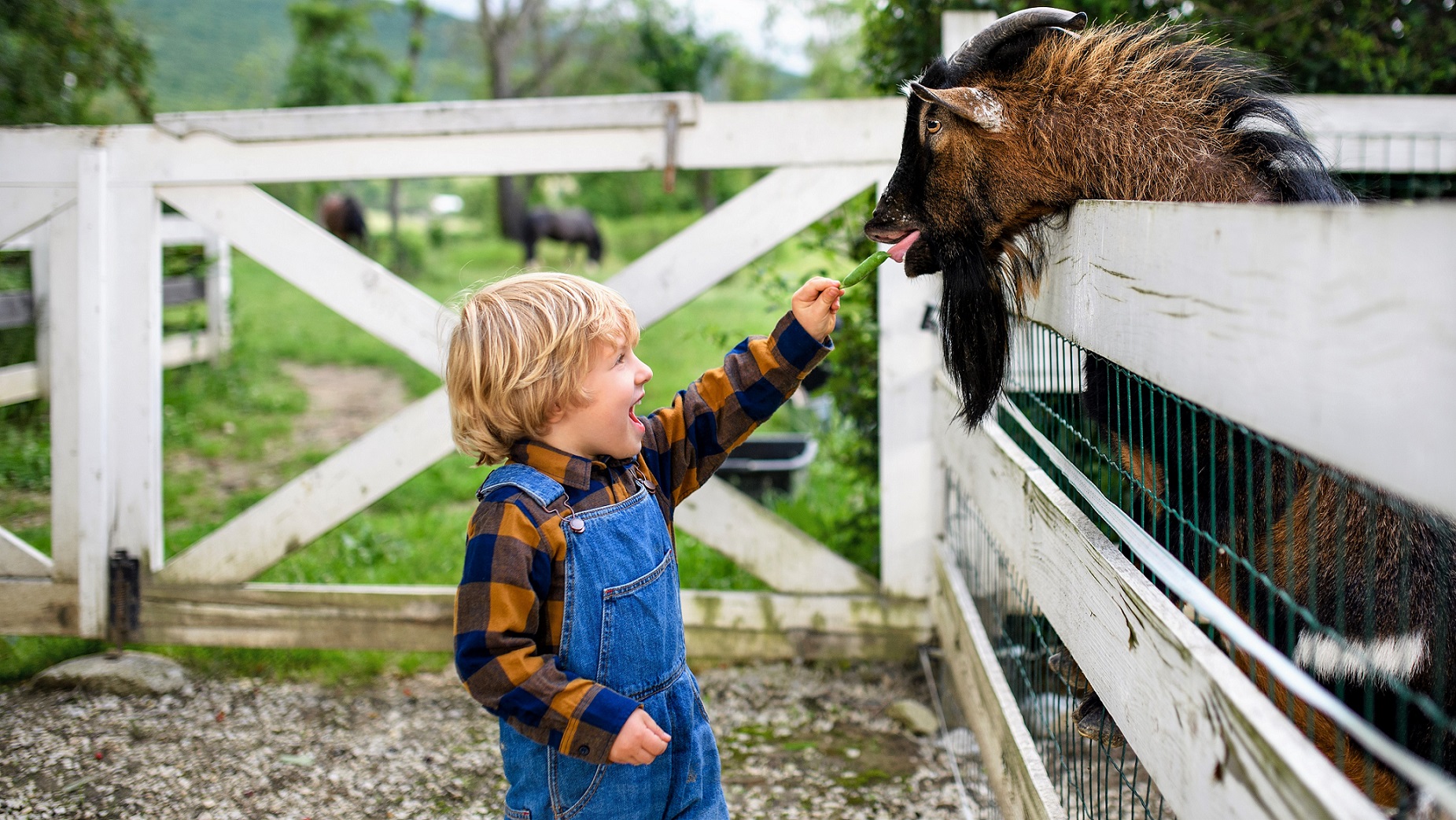 En dreng ser begejstret ud, idet han fodrer en ged