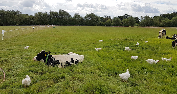 Kvæg og høns på græs