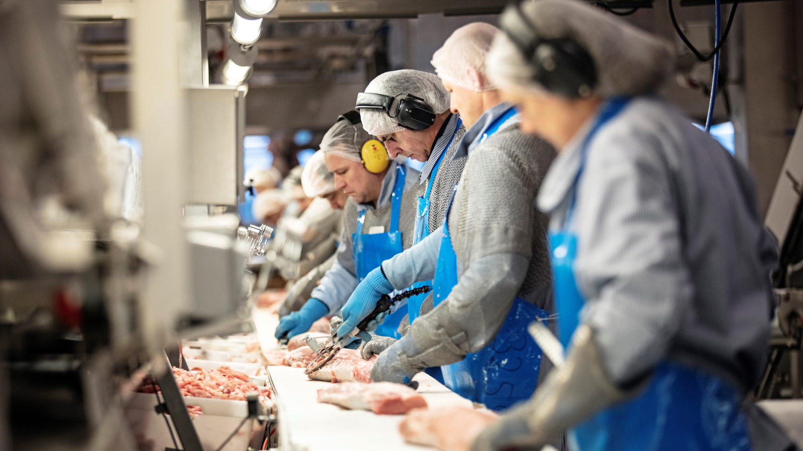 Hvis salgsudviklingen på de udenlandske markeder går som Friland håber, får de ansatte på DC-slagteriet i Horsens i fremtiden endnu mere travlt med opskæringen af økologisk kød
