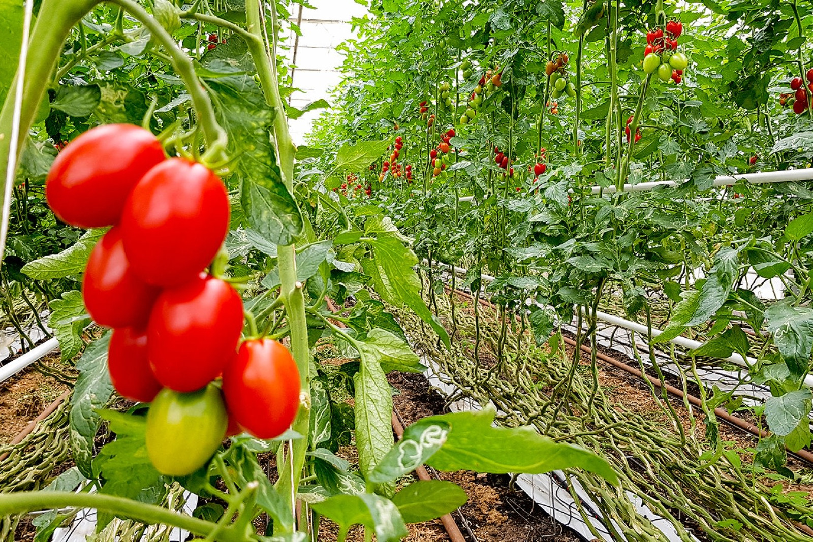 Væksthus med tomater