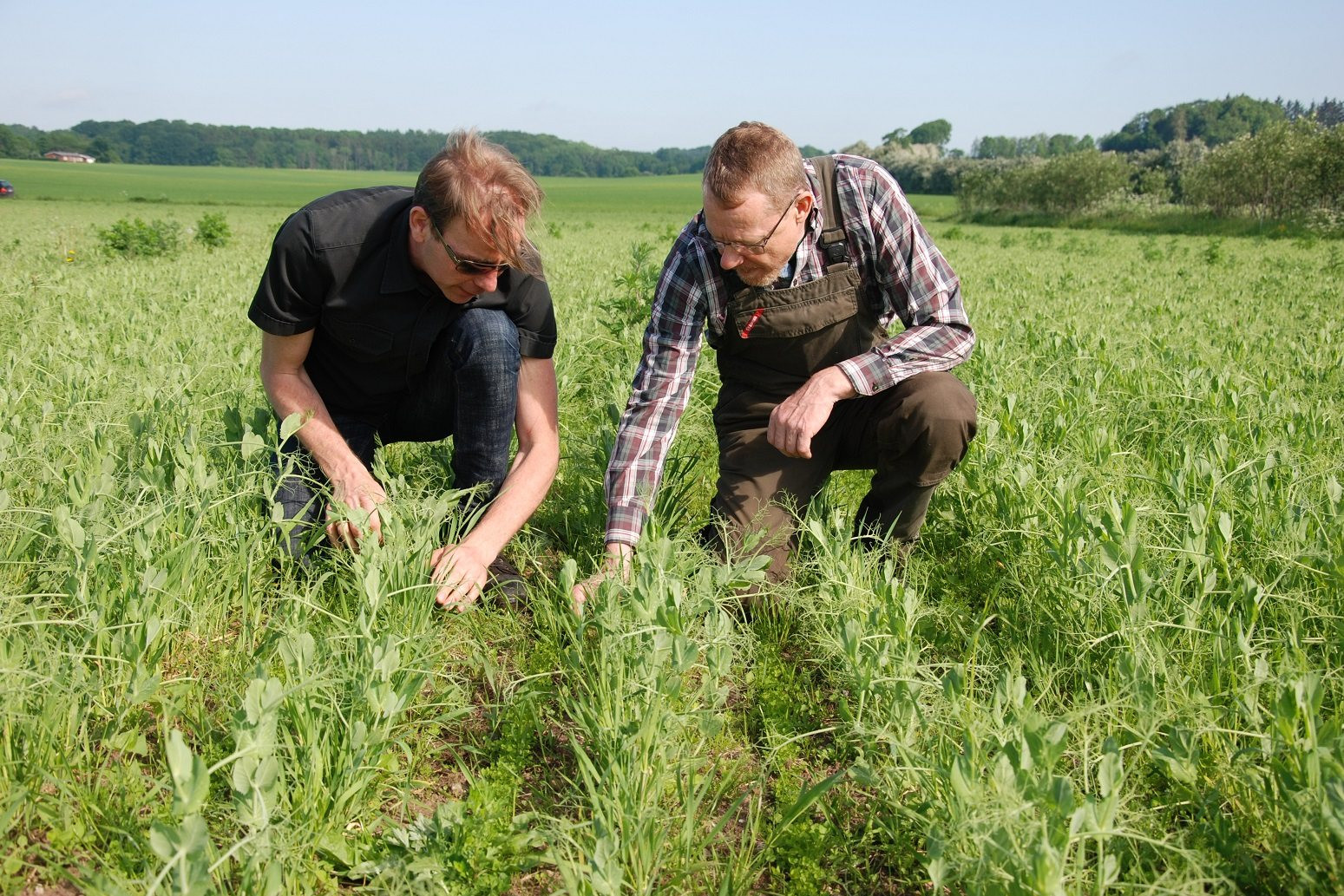Anton Rasmussen sidder med Anders Lund på hug i Anders' mark og ser nærmere på afgrøderne