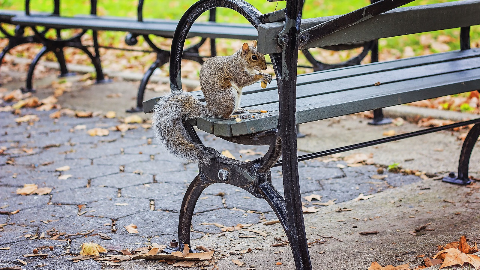Egern spiser nødder på bænk i storby