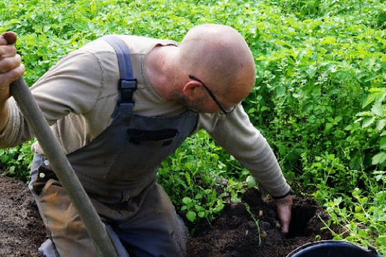 Morten Jensen er ved at tage kartofler op af jorden