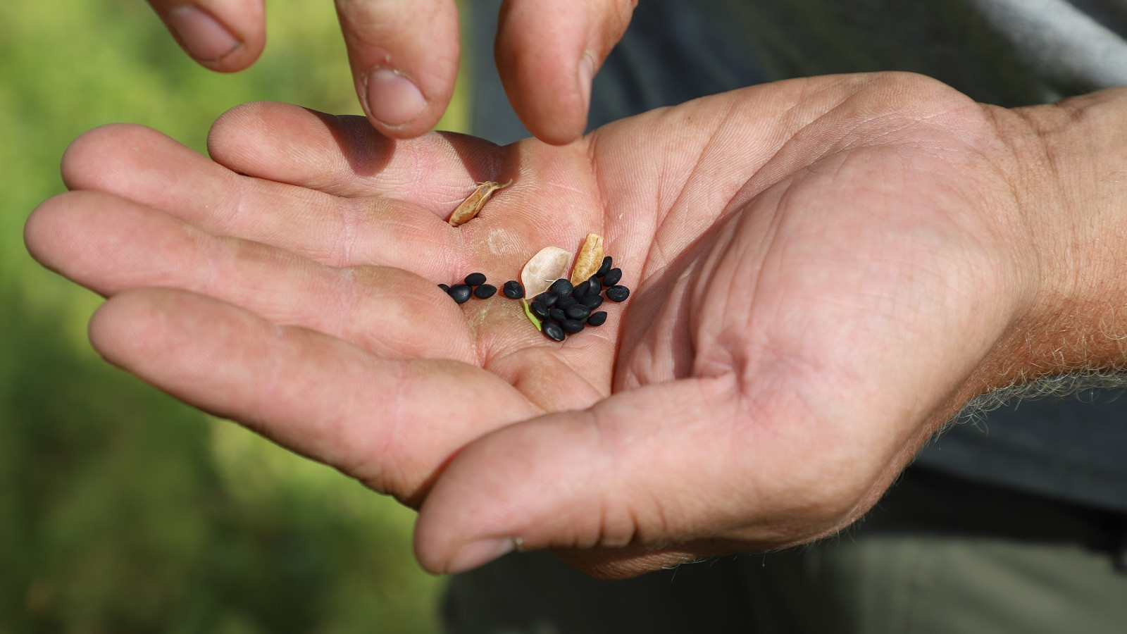 Kristen Harild høstede ca. ti kubikmeter urensede beluga-linser på godt syv ha, hvilket han selv er nogenlunde tilfreds med