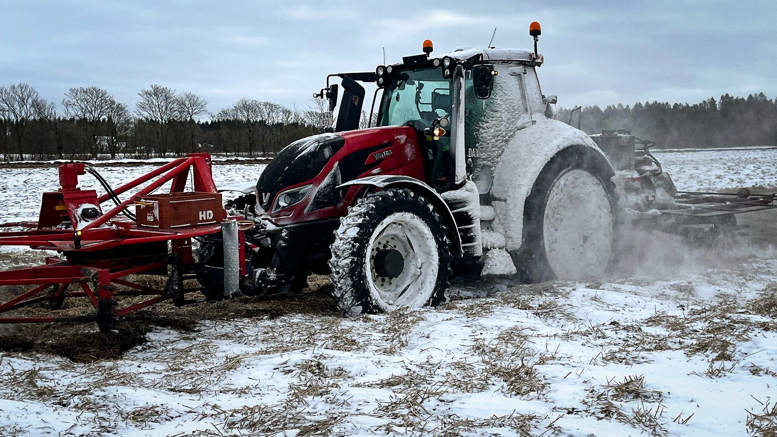 Traktor dækket med sne fjerner halm o sne over gulerødder