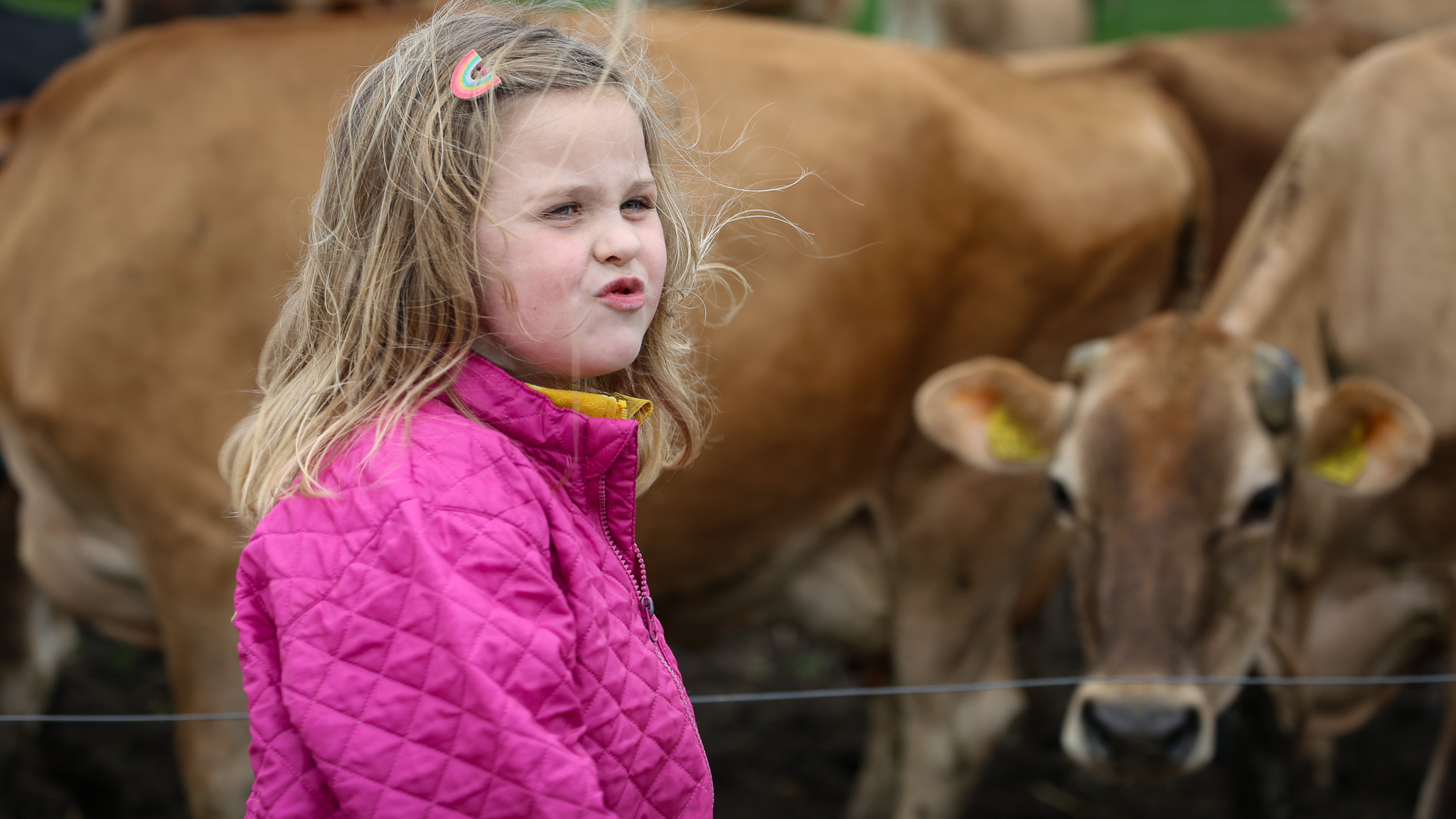 Muuuuh, siger den lille pige til en ko. Økologernes tradition med at invitere gæster til køernes store dag, har gennem 20 år bragt forbrugerne tættere på økologien